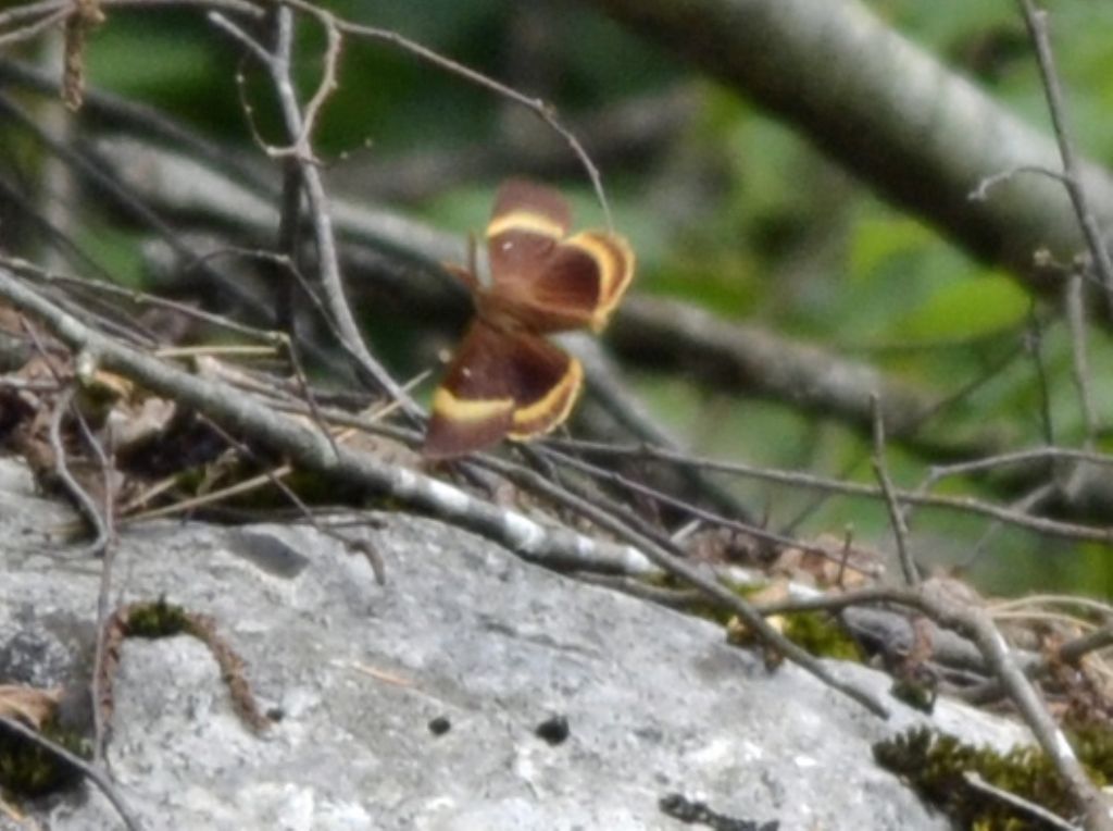 Lasiocampa quercus?